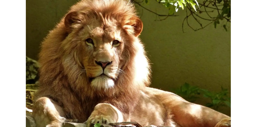 Chegou a hora de acertar as contas com o Leão. Até às 23h59 do dia 30 de abril, os contribuintes precisam declarar o Imposto de Renda 2021.